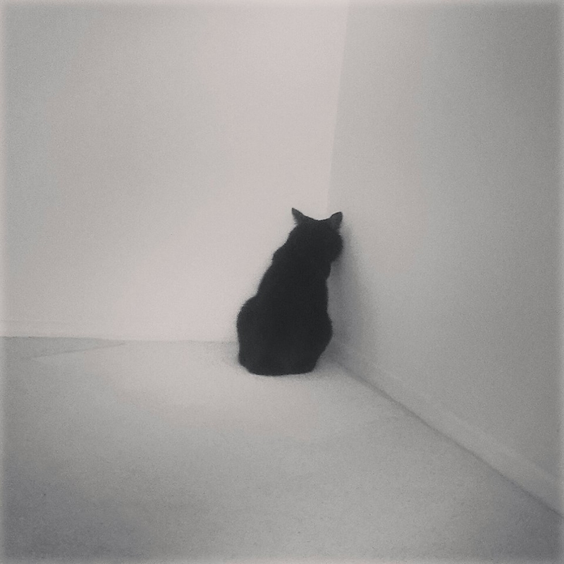 Blair Witch Kitty | Imgur.com/I0NJcbF