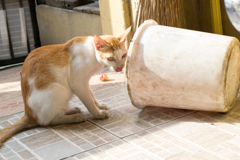 Streu zum Mittagessen? | Alamy Stock Photo by syahrir maulana 