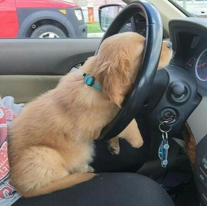 I Told You…I’m Driving | Imgur.com/J24C6kr