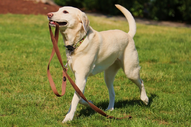 Leash Training | Shutterstock