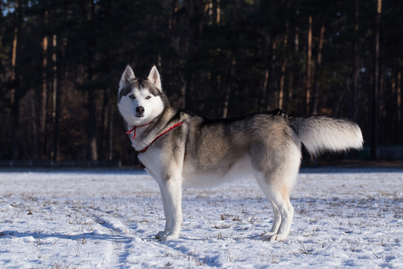 Straight Tail and Ears Forward | Getty Images Photo by SVPhilon