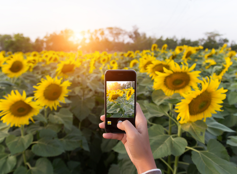 How to Become a Professional iPhone Photographer | Shutterstock Photo by blackzheep