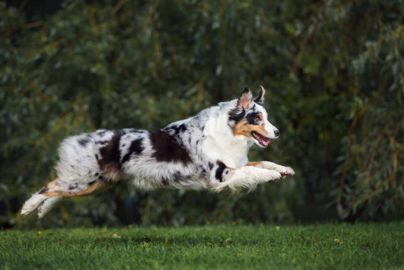 Australian Shepherd | otsphoto/Shutterstock 