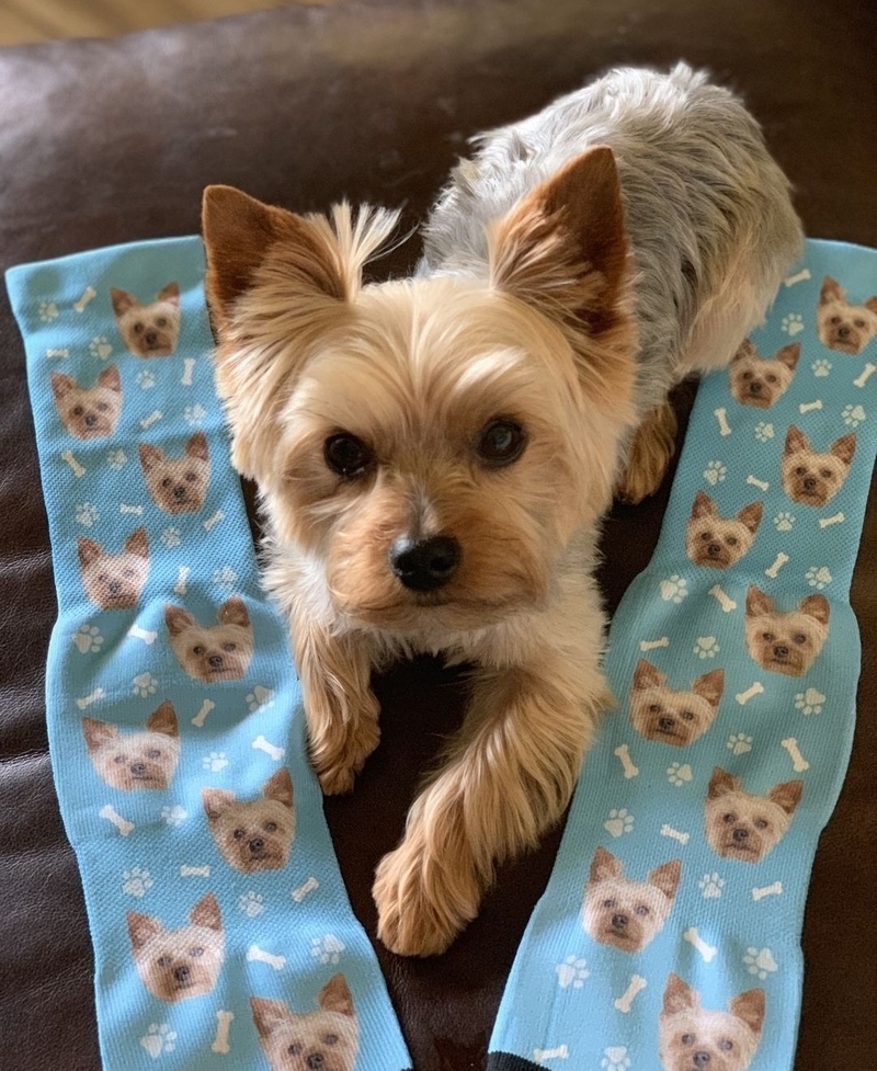 Custom Dog Socks | Instagram/@thesocksery