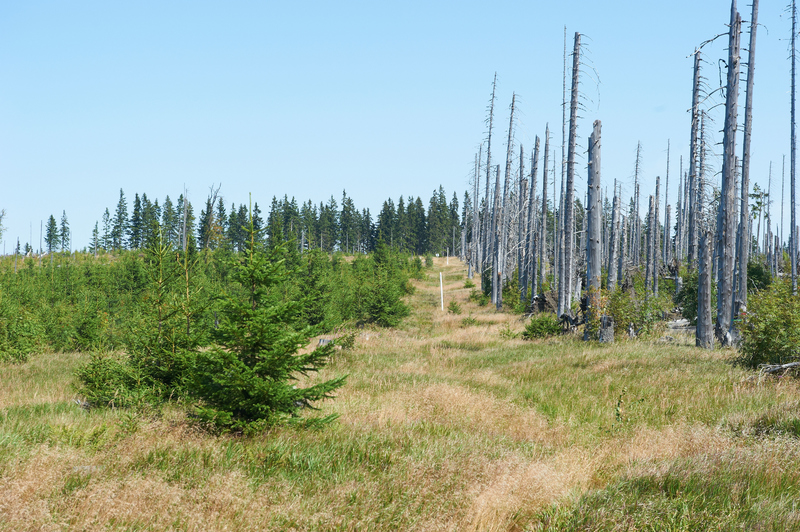 The German and Czech Treeline | Alamy Stock Photo