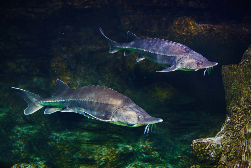 White Sturgeon | Shutterstock