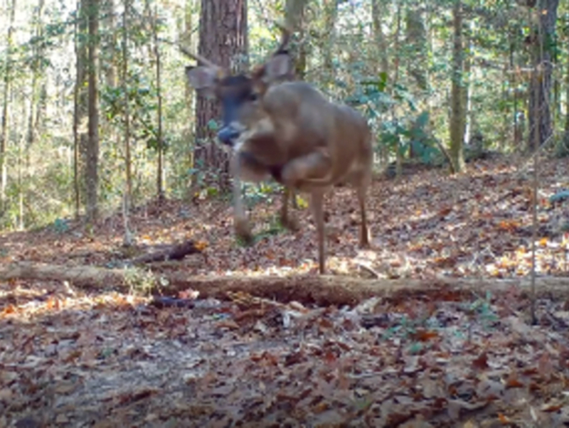 Wild Whitetail Footage | Reddit.com/Odd-Duck1985