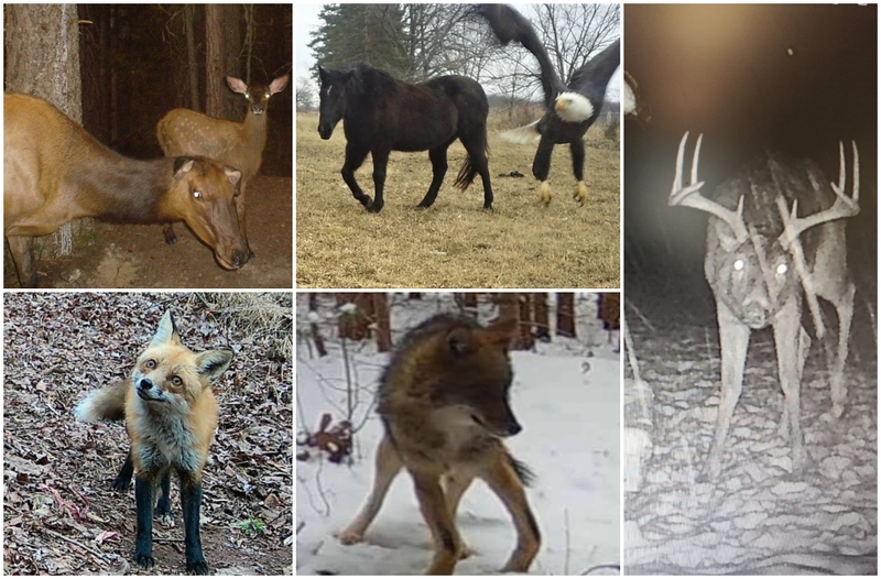 Trail Cams Capture Real Wild Life Photos | Reddit.com/Airy_mtn & KipsBay2181 & smeds128 & __KRita & Vildbore