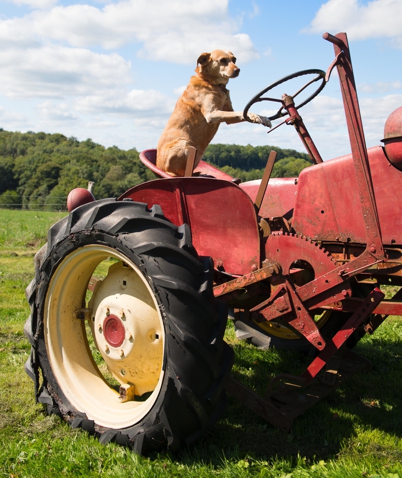 I Have Six More Acres to Do Today | Alamy Stock Photo by Martin Wierink 