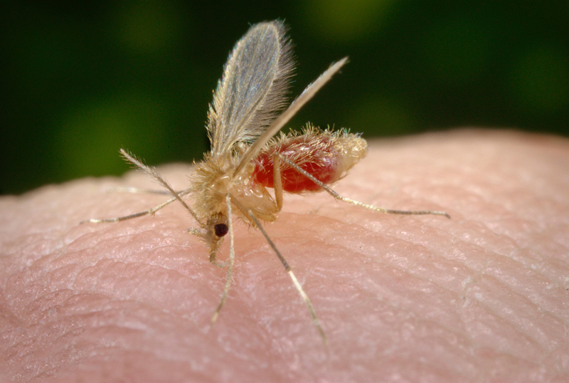 Sandfly | Alamy Stock Photo