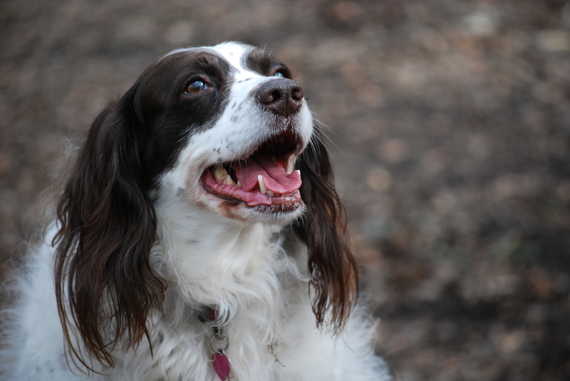 English Springer Spaniel | Shutterstock