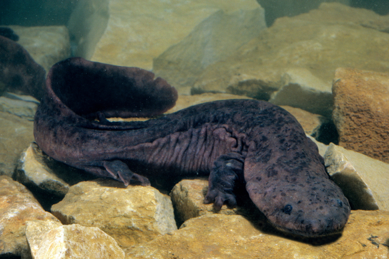 Die größte Amphibienart | Alamy Stock Photo