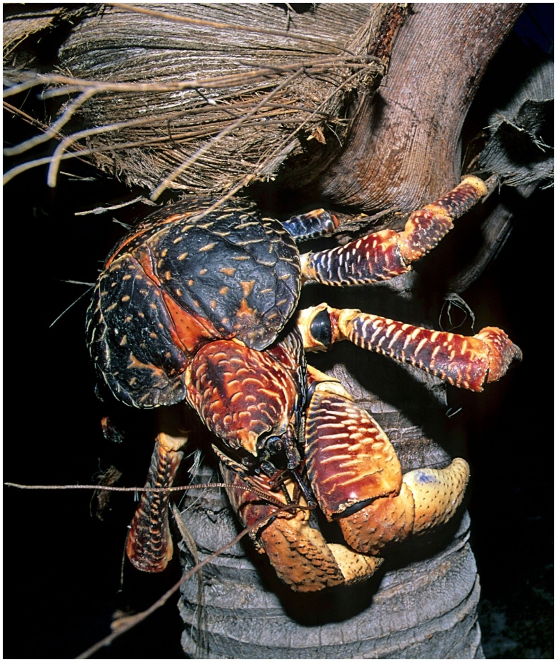 Dei drei Fuß lange Kokosnusskrabbe | Alamy Stock Photo