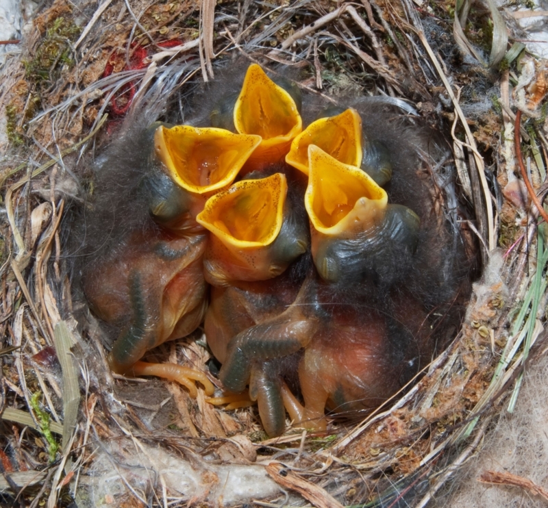 Hungrige Vögel | Alamy Stock Photo by YK