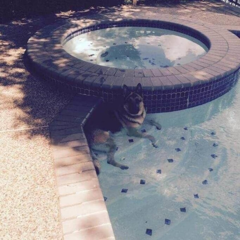 Im Pool chillen | Imgur.com/y405w2k