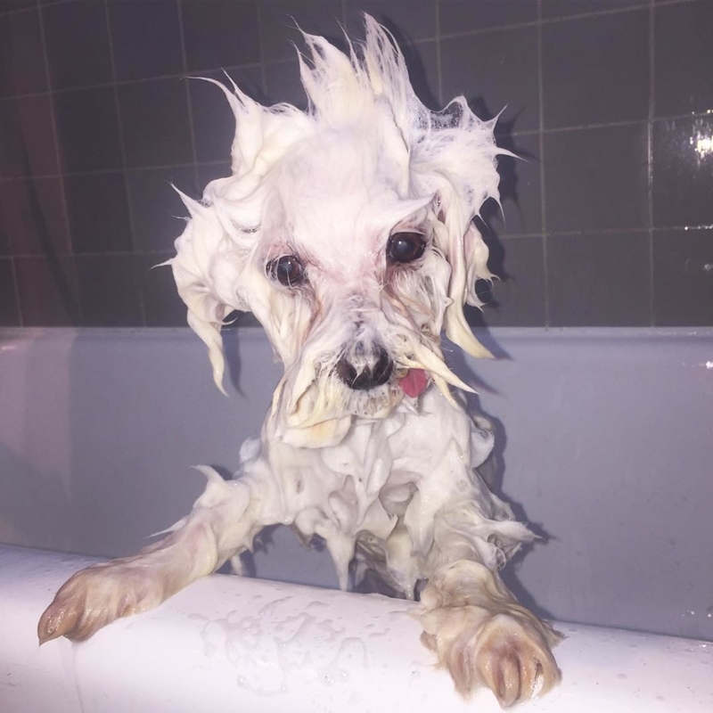 Ein Tag mit schlechten Haaren | Instagram/@tuskthedog