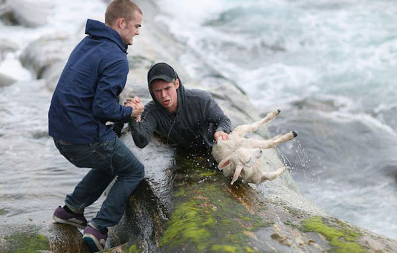 Ein Schaf retten, ohne sich um sein eigenes Leben zu sorgen | Imgur.com/ndP99