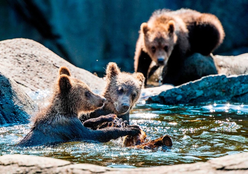 Allein gelassen | Getty Images Photo by Jonas EKSTROMER / TT NEWS AGENCY / AFP