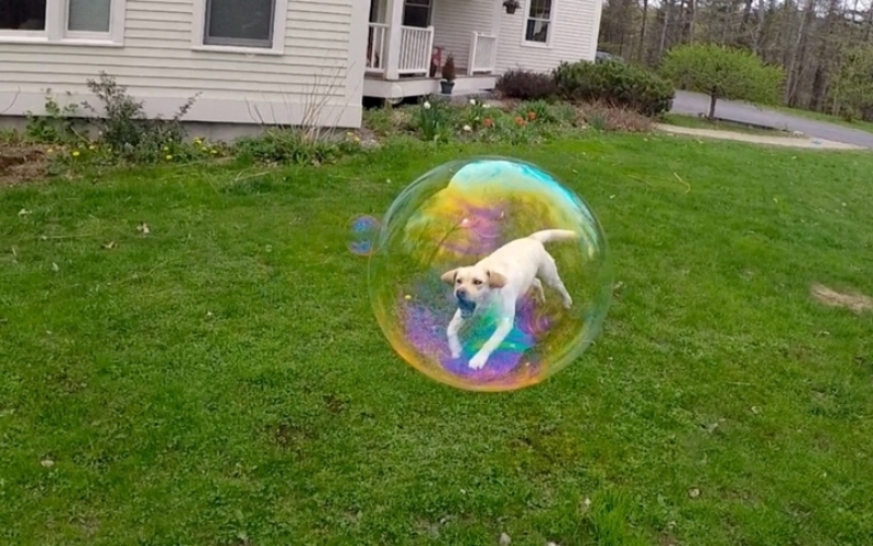 Bubble Hund | Instagram/@dognamedstella