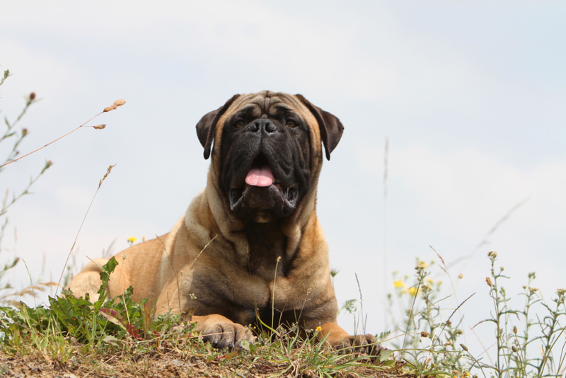 Bullmastiff | Alamy Stock Photo