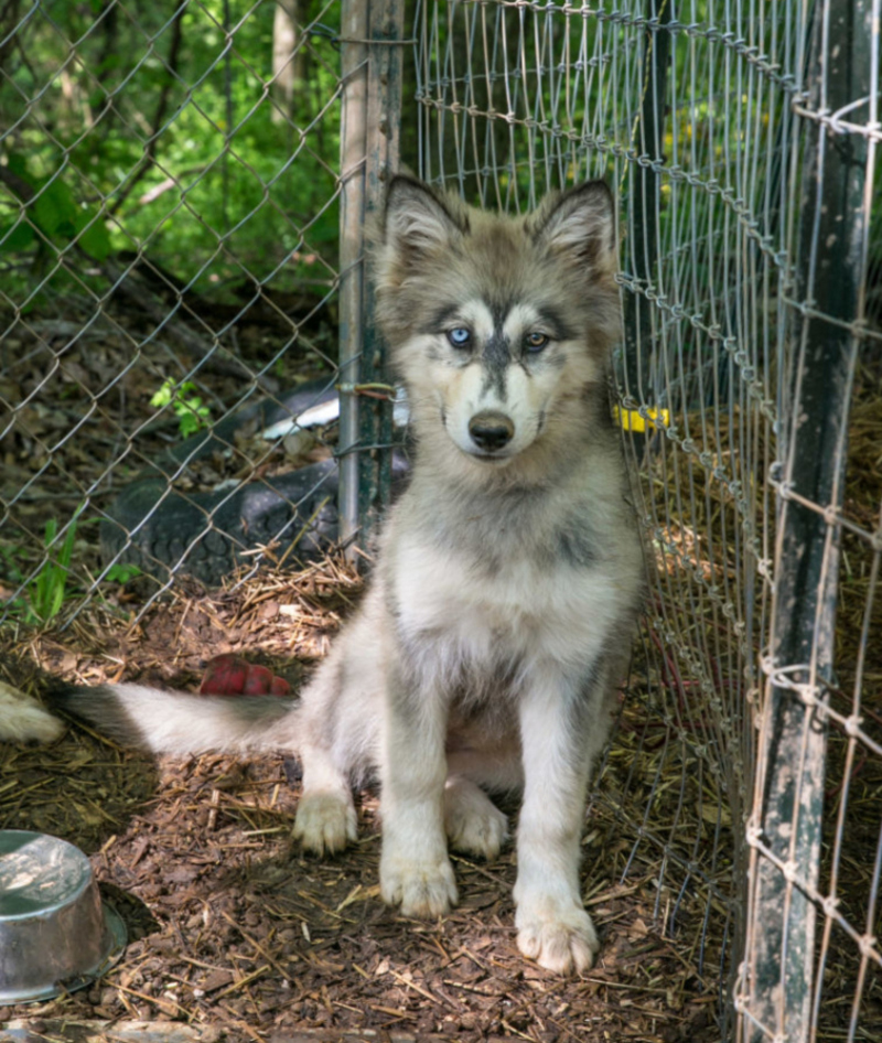 Wolf Mischlinge | Getty Images Photo by George Rose