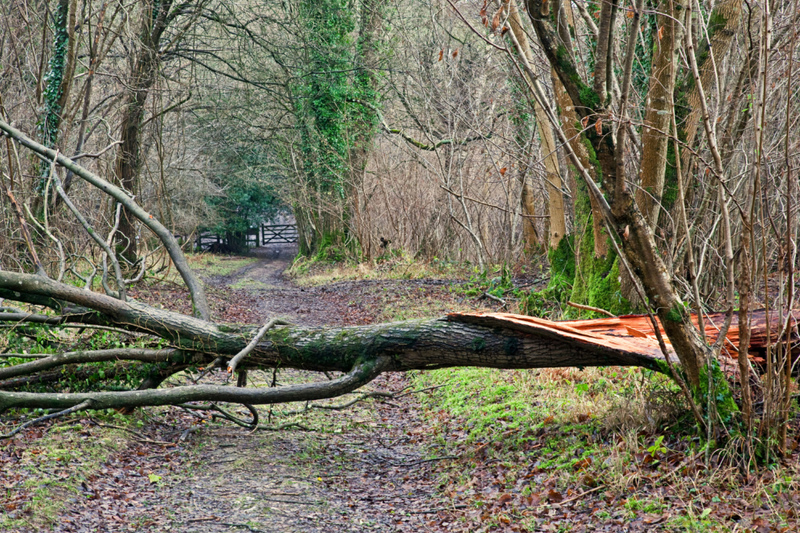 Tiefe Risse oder fehlende Rinde bedeuten, dass ein Baum umstürzen könnte | Alamy Stock Photo by Ken Leslie 