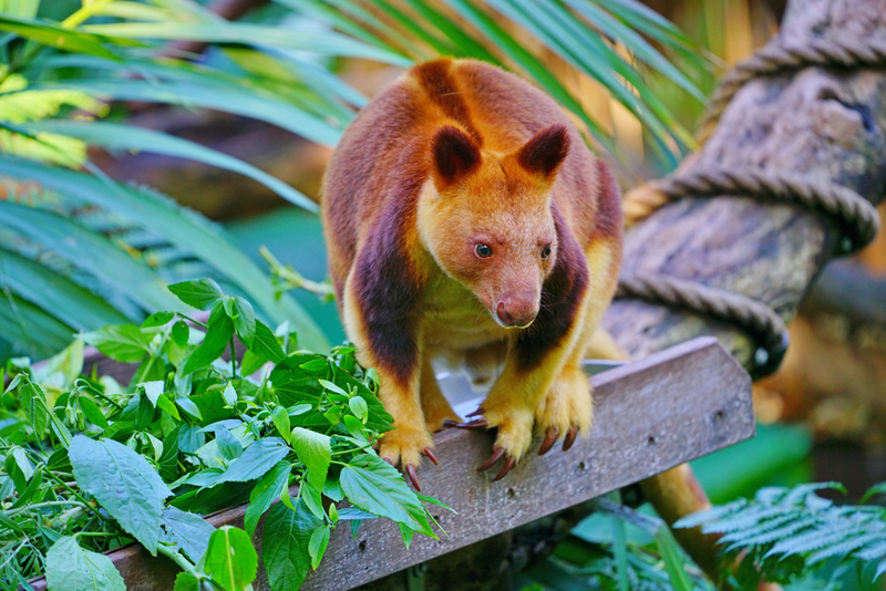 Baumkänguru | Shutterstock