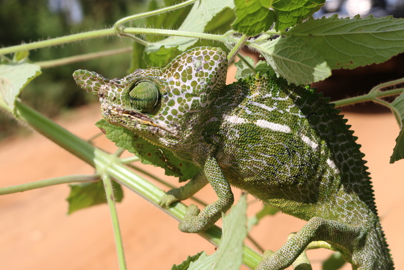 Furcifer labordi | Shutterstock