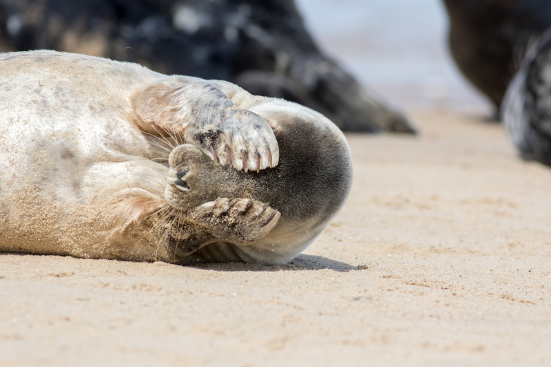 Viele Tiere sind kamerascheu | Ian Dyball/Shutterstock