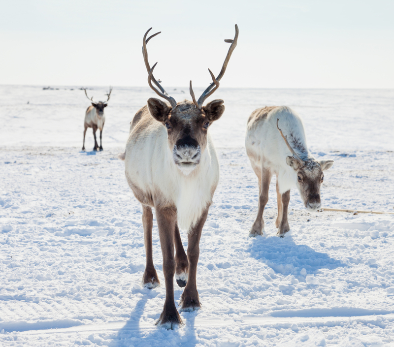 Mehr Rentier-Kot | Shutterstock