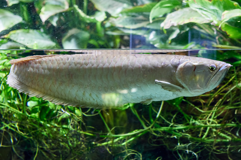 Silber-Arowana | Shutterstock Photo by Grigvovan