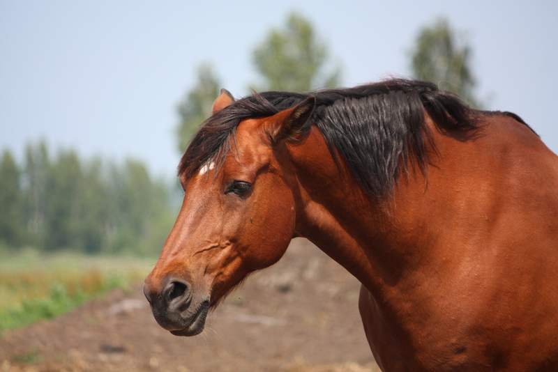 Jeder außer dem Pferd | Shutterstock