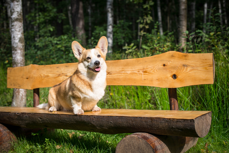 Welsh Corgi Pembroke | Shutterstock