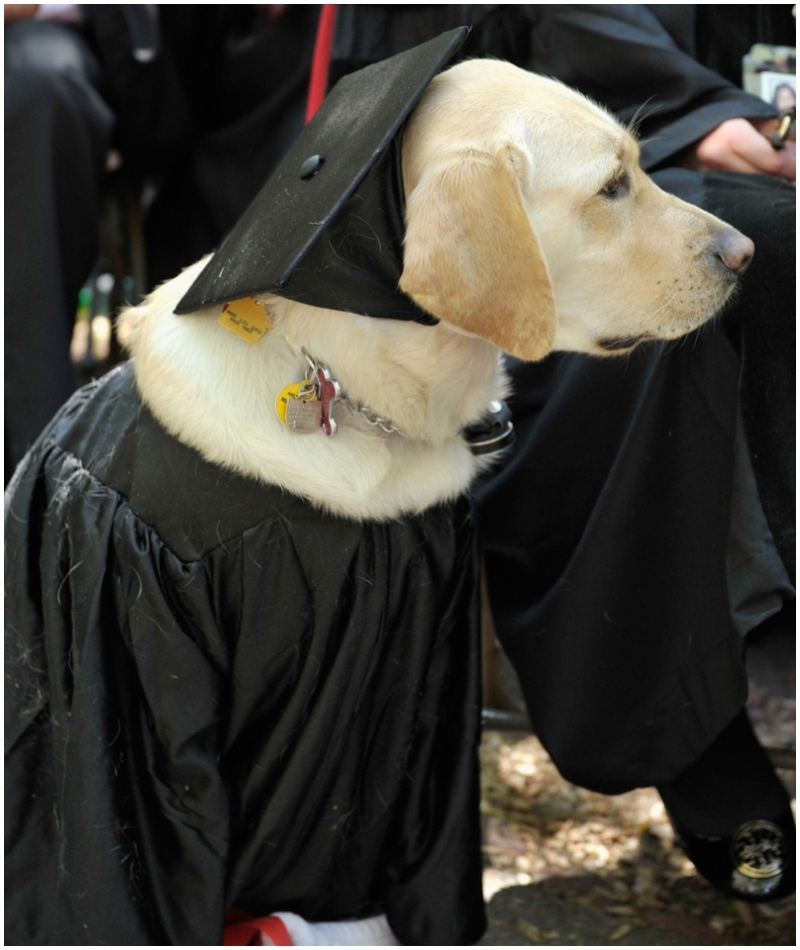 Dieser Golden Retriever erhielt die Ehrendoktorwürde der Johns Hopkins University | Getty Images Photo by Paul Marotta