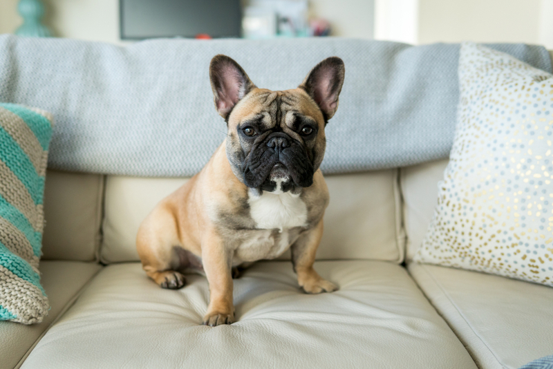 Bulldog francés | Shutterstock Photo by Lined Photo