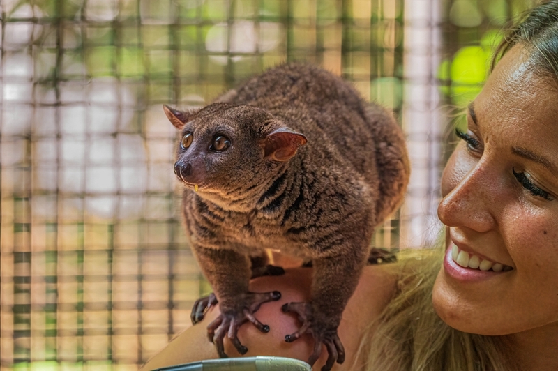 Bush Babies | Shutterstock Photo by Dr. Kacia Crisp