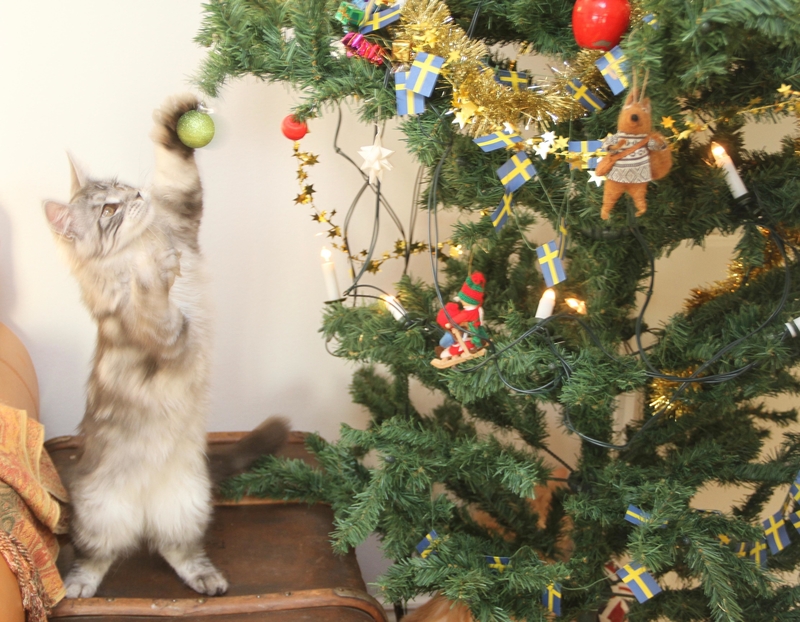 Gatos navideños | Alamy Stock Photo by Magdalena Kvarning