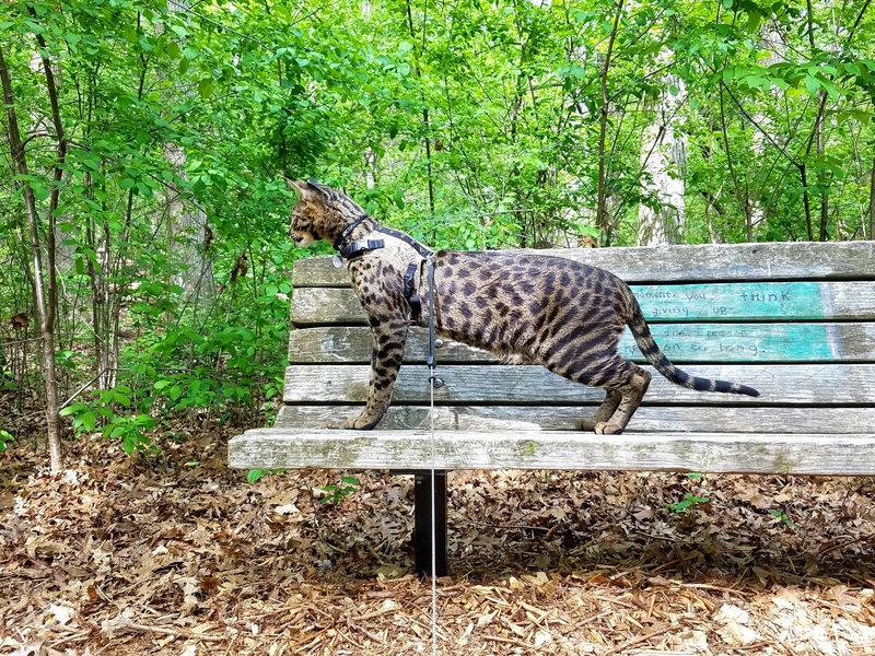 El gato más alto que jamás haya existido | Facebook/@ArcturusAldebaranPowers