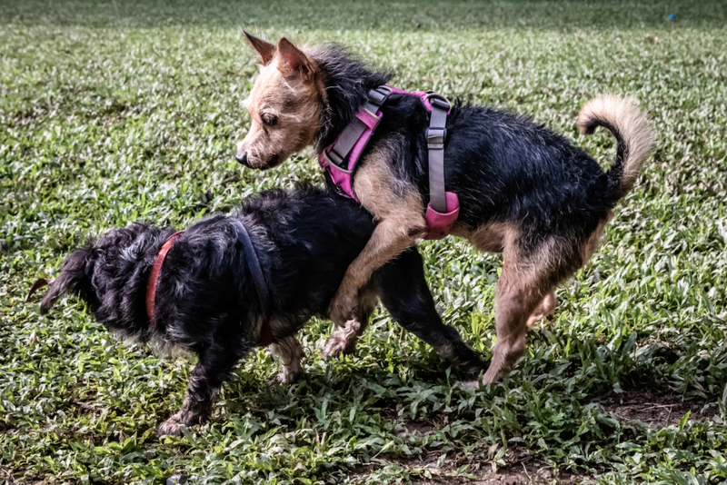 Cuando los perros montan | Shutterstock Photo by Spiky and I