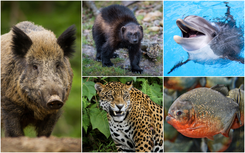 Las especies animales más peligrosas del planeta – Parte 2 | Shutterstock