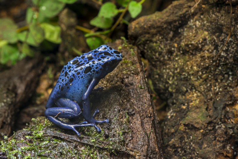 Rana flecha azul | Getty Images Photo by Philippe Clement