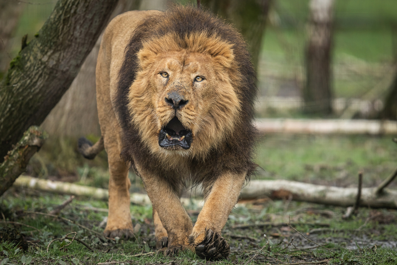 León asiático | Shutterstock