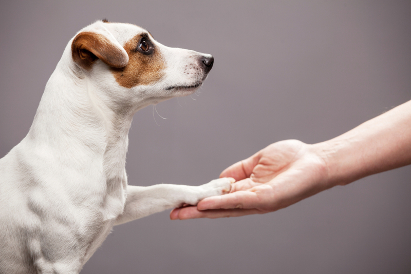 Cógeme la patita | Gladskikh Tatiana/Shutterstock