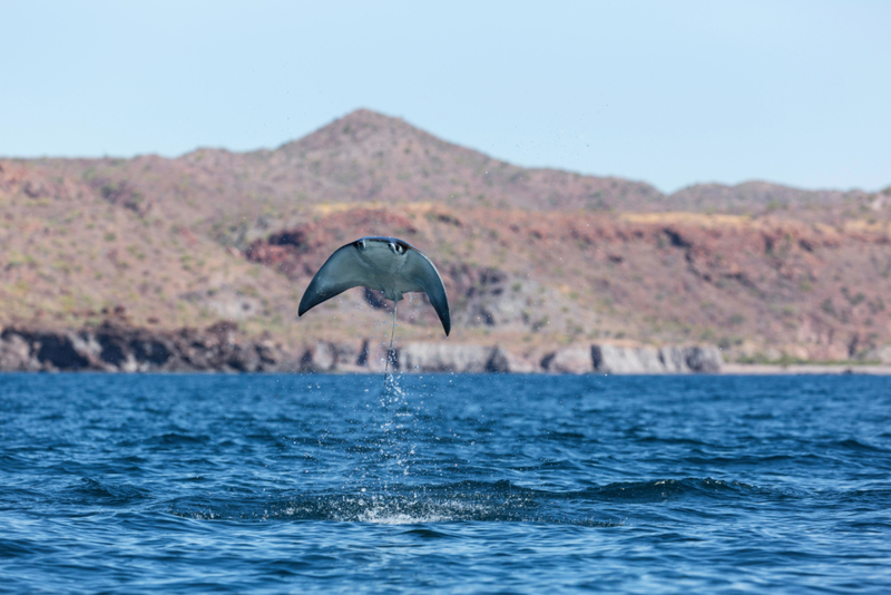 Una raya voladora | Alamy Stock Photo by Michael S. Nolan