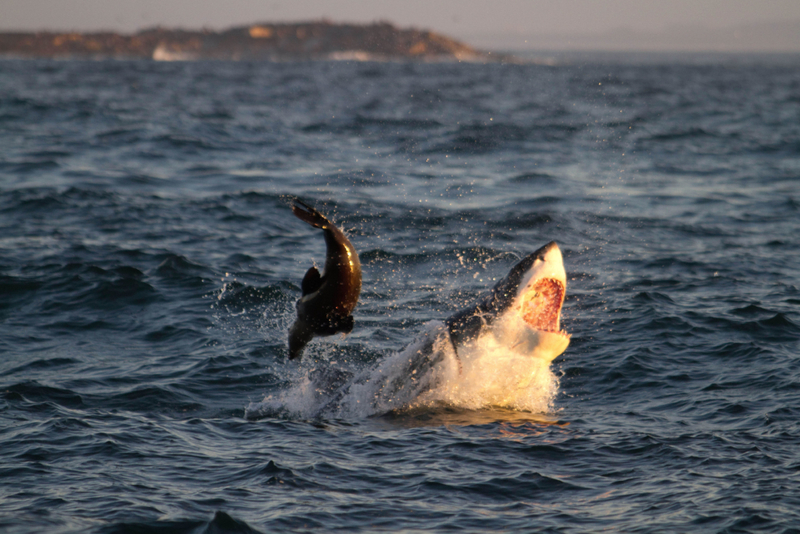 Una foca en problemas | Alamy Stock Photo by ZUMA Press, Inc.