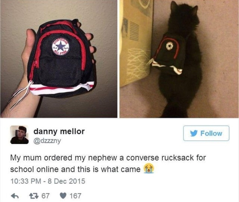 Mochila para gato | Twitter/@dzzzny