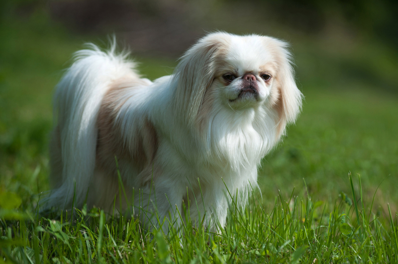 Spaniel japonés | Shutterstock