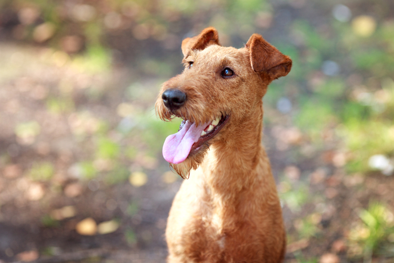 Terrier irlandés | Shutterstock 