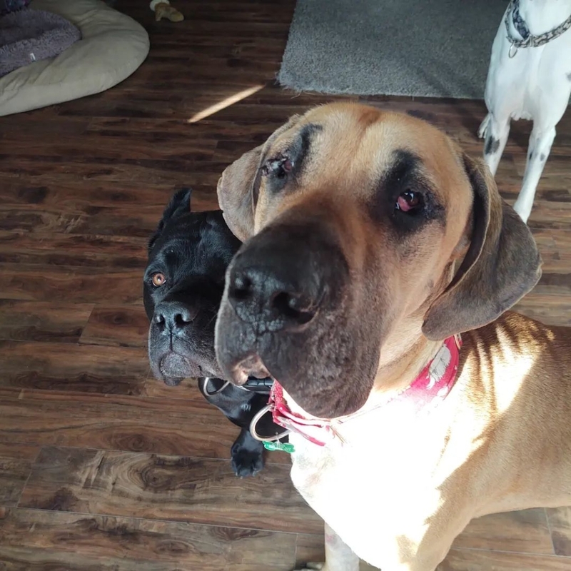 fScooby-Doo? | Instagram/@bugatti_the_cane_corso