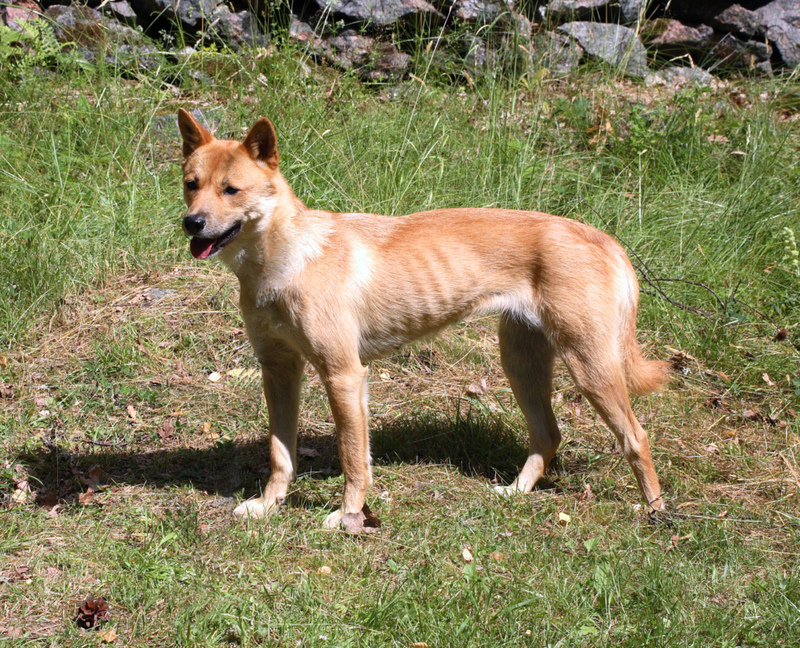 Perro de Chindo | Alamy Stock Photo by roger tillberg